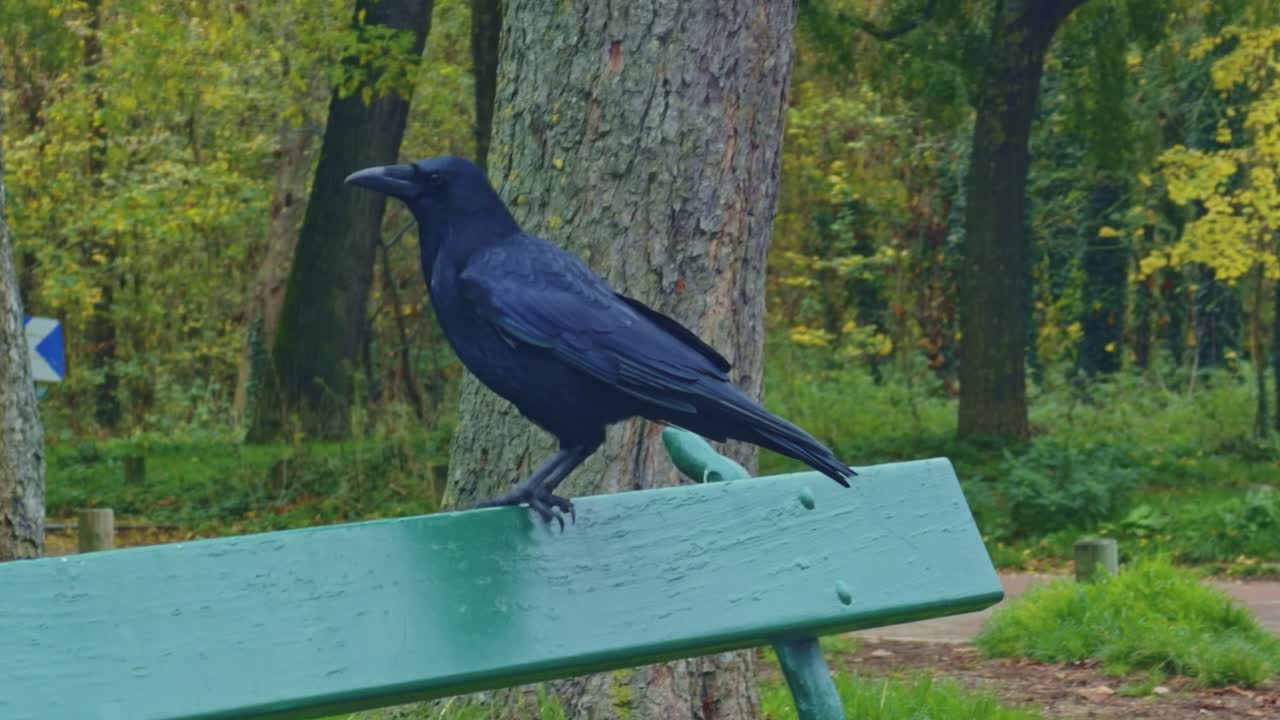 Primo piano di un vivace corvo nero che cammina su una panchina del parco circondato da alberi autunnali