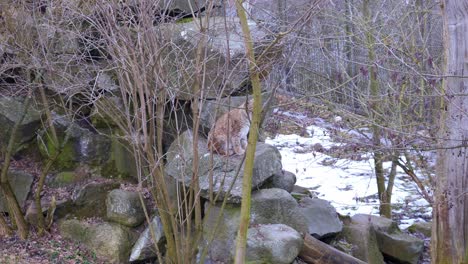A-lynx-walking-in-boreal-forest
