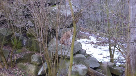 a lynx walking in boreal forest