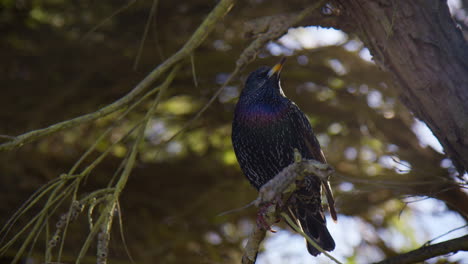 pájaro estornino europeo sentado en una pequeña rama de árbol y luego volar lejos