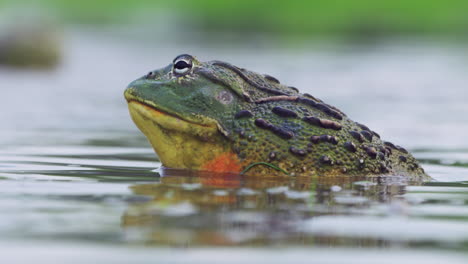 close up of a colorful huge bullfrog trying to attract females in the mating season in botswana.
