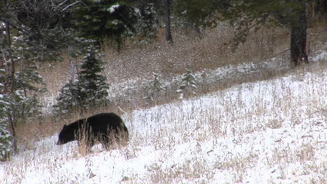 A-Black-Bear-Walks-Down-A-Snowy-Hillside