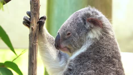 Primer-Plano-De-Perfil-De-Un-Lindo-Koala,-Phascolarctos-Cinereus-Hace-Una-Caída-Repentina-E-Impactante-En-El-árbol-Mientras-Todavía-Se-Queda-Dormido-Durante-El-Día