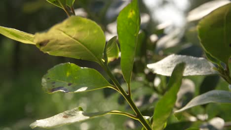 Un-Hermoso-Primer-Plano-De-Una-Planta-De-Yerba-Mate,-Que-Muestra-Los-Intrincados-Detalles-De-Este-Icónico-Botánico-Sudamericano