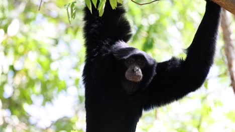 gibbon swinging through trees at khao kheow zoo