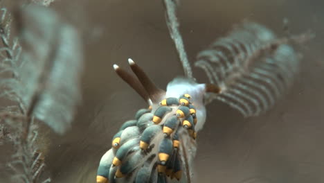 tiny nudibranch sea slug crawling on corals