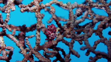 hipocampo bargibanti caballito de mar pigmeo lembeh 4k 25fps