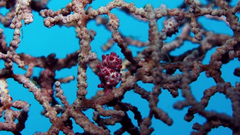 hippocampus bargibanti pygmy seahorse lembeh 4k 25fps