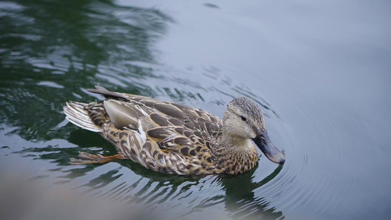 Un'anatra nuota e sguazza nell'acqua di un lago vicino a un molo.