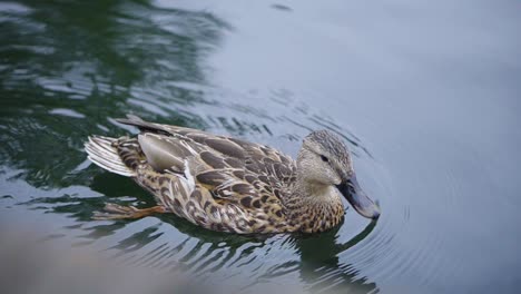 Un-Pato-Nada-Y-Rema-En-El-Agua-De-Un-Lago-Cerca-De-Un-Muelle