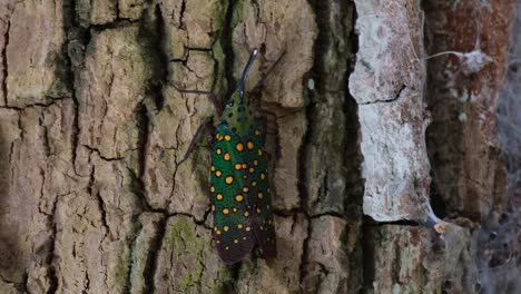 Captura-Cercana-Mientras-Descansa-Sobre-La-Corteza-Mientras-La-Cámara-Se-Aleja,-Insecto-Linterna-Saiva-Gemmata,-Tailandia