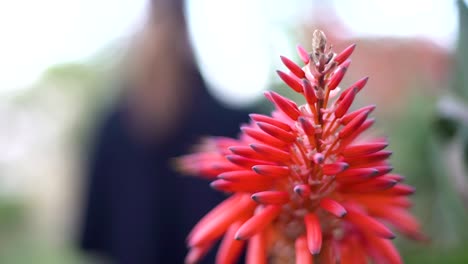 ondiepe scherptediepte van een vrouw die langs een aloëplant loopt