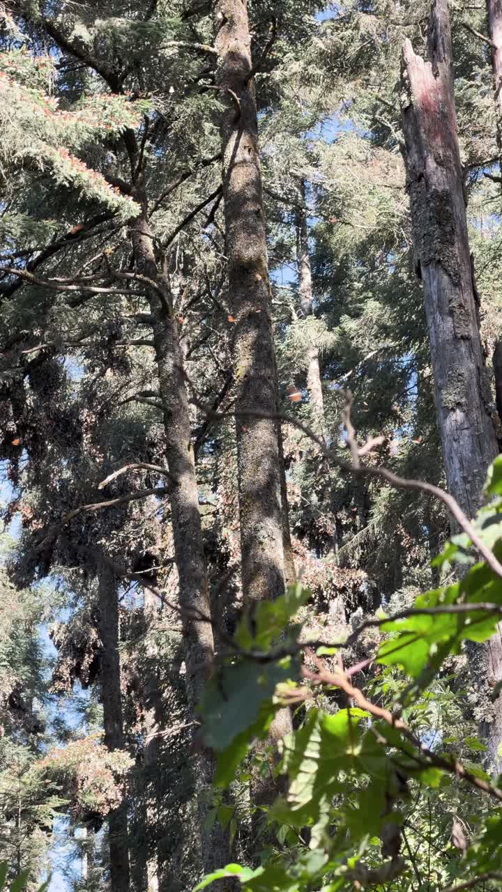 Habitat pacifico della farfalla monarca in un santuario forestale messicano
