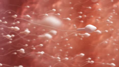 moving egg cell being fertilized by sperm