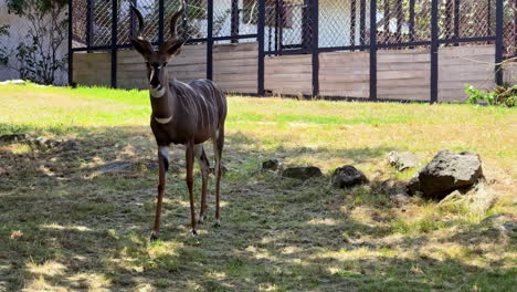 majestic kudu stands in a sunlit field. a kudu quietly grazes on grass in a sunny field near a fenced area, surrounded by rocks and greenery