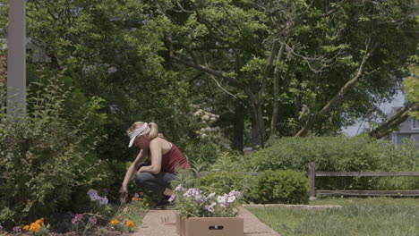 una mujer planta flores en el parterre de su jardín delantero.