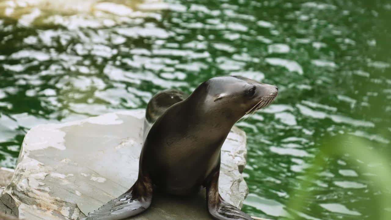 Profilansicht eines Seehunds auf einem Stein neben einem Fluss.