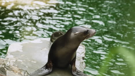 Profilansicht-Einer-Seerobe-Auf-Einem-Stein-Neben-Einem-Fluss