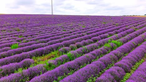 aromatically atmosphere of lavender flowers blooming over fields