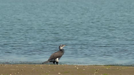 Hermoso-Gran-Cormorán