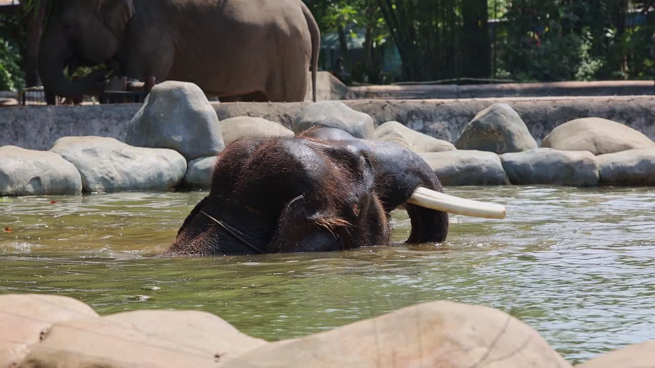 Elephant Bathing in a Zoo Pool