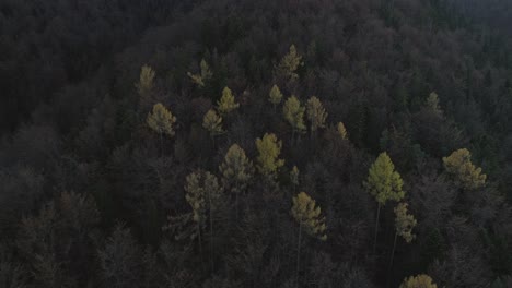 Aerial-of-color-changing-trees-during-autumn-in-dark-forest-of-Poland