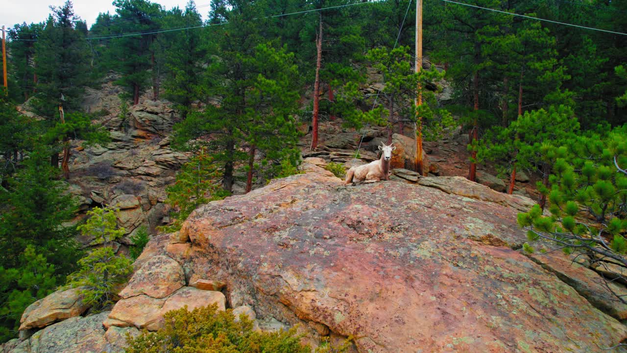 Drone Footage Of Lonely Mountain Goat Sitting On Top Of Rocky Cliff In Pine Forest Landscape in Estes Colorado