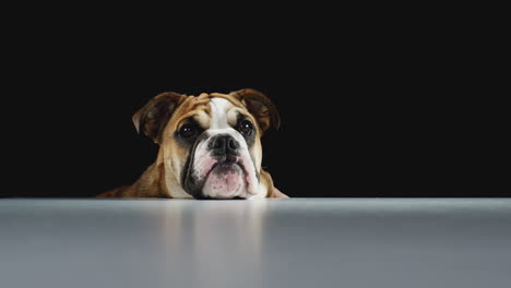 Retrato-De-Estudio-De-Cachorro-Bulldog-Contra-Fondo-Negro-Comiendo-Golosinas-Para-Perros