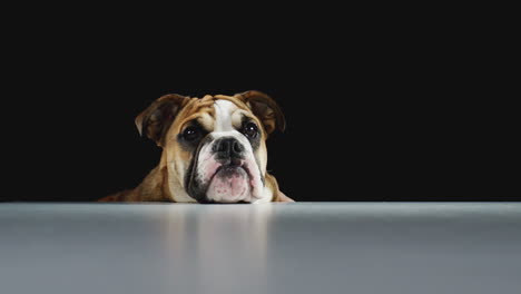 studio portrait of bulldog puppy against black background eating dog treat