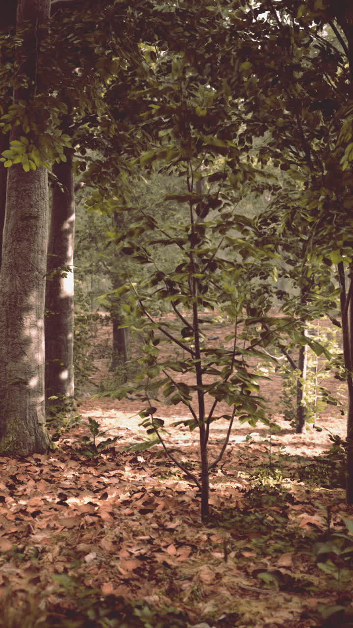 el camino del bosque sereno