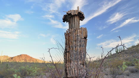 Planta-De-Saguaro-Muerta-Que-Empieza-A-Pudrirse-En-El-Desierto-De-Arizona