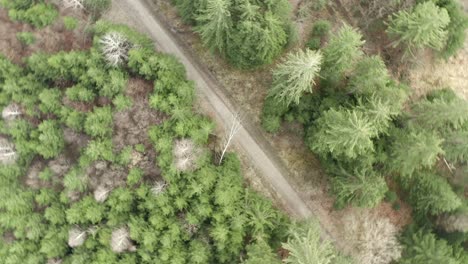 Aerial-view-of-a-long-straight-of-a-country-road-in-the-middle-of-a-forest