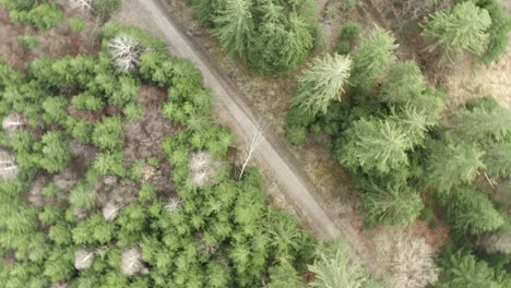 aerial view of a long straight of a country road in the middle of a forest