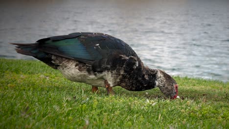 hermoso pato mallard bebiendo agua de un pequeño estanque mientras está de pie en la hierba con un lago borroso como fondo