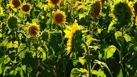 middle shoot of a sunflower field