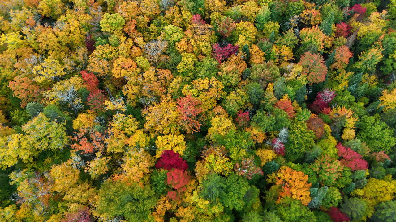 Drone view of a colorful autumn forest with mountains, lake, and river at sunrise in Mauricie, Quebec, Canada. Warm morning light highlights vibrant fall foliage and peaceful landscape