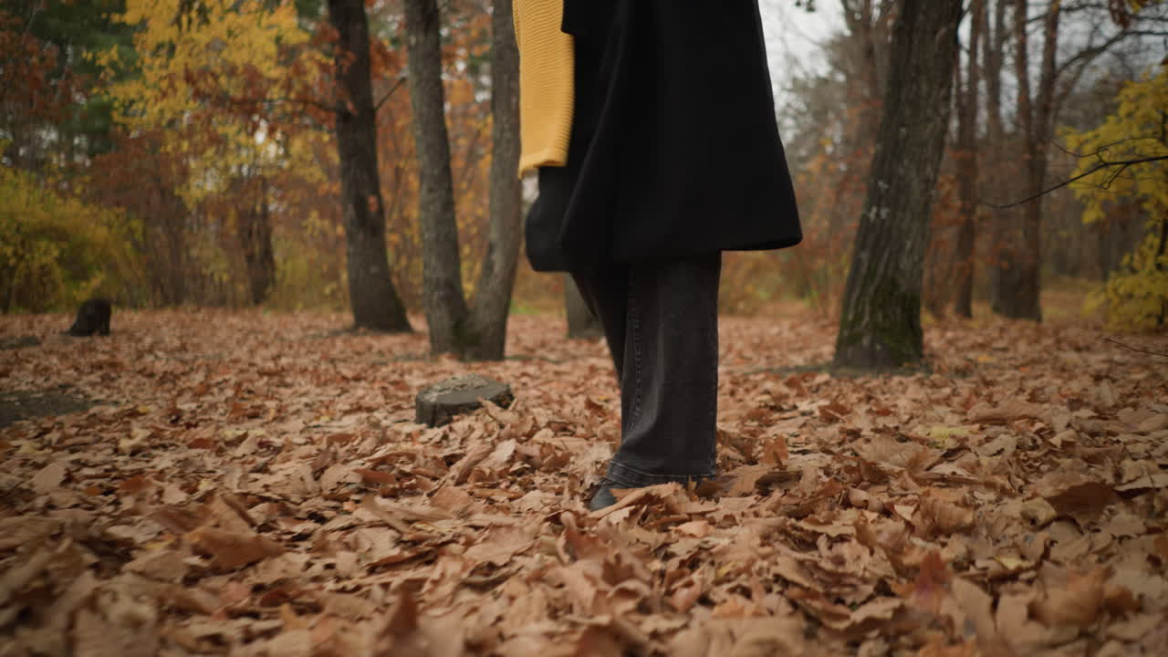 Lower angle view of person walking through forest with dry foliage, wearing canvas shoes and black jeans, moving majestically among fallen autumn leaves
