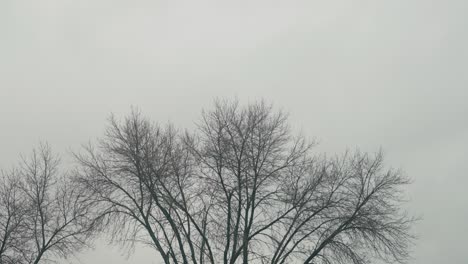 ramas superiores de los árboles moviéndose en el viento en medio del invierno en un día nublado