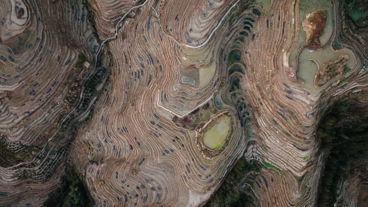 Overhead drone view showing flowing terrace lines and ponds in Longsheng, Guangxi, China