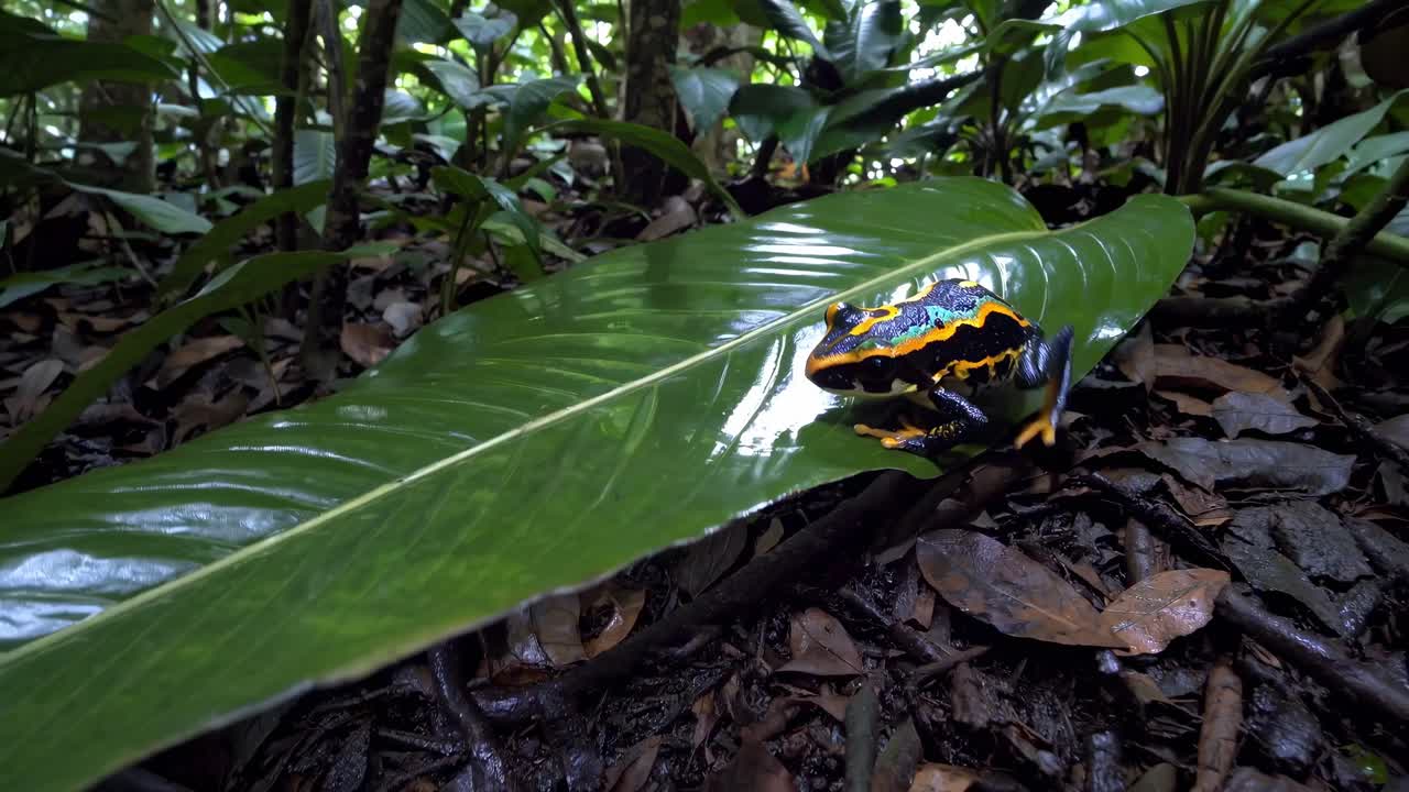 Close-up video angle of a vibrant frog on a large leaf in a lush forest setting, showcasing nature's