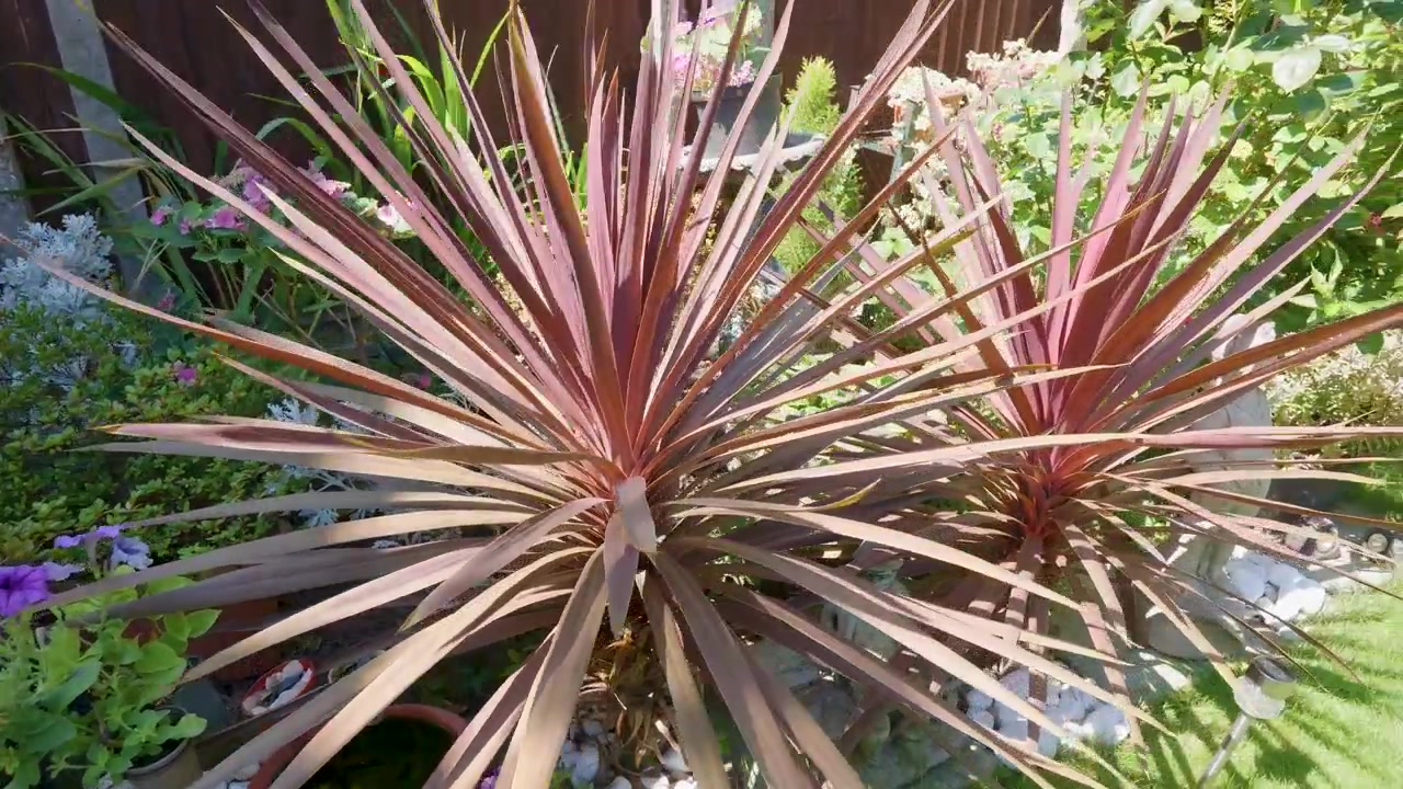 Sağdan sola kayan bir çekim, yemyeşil bir Londra bahçesini, ahşap bir çit boyunca bronz renkli bir Cordyline bitkisini, pembe çiçekli Escallonia çalılıklarını ve çeşitli renkli süs bitkilerini gözler önüne seriyor.