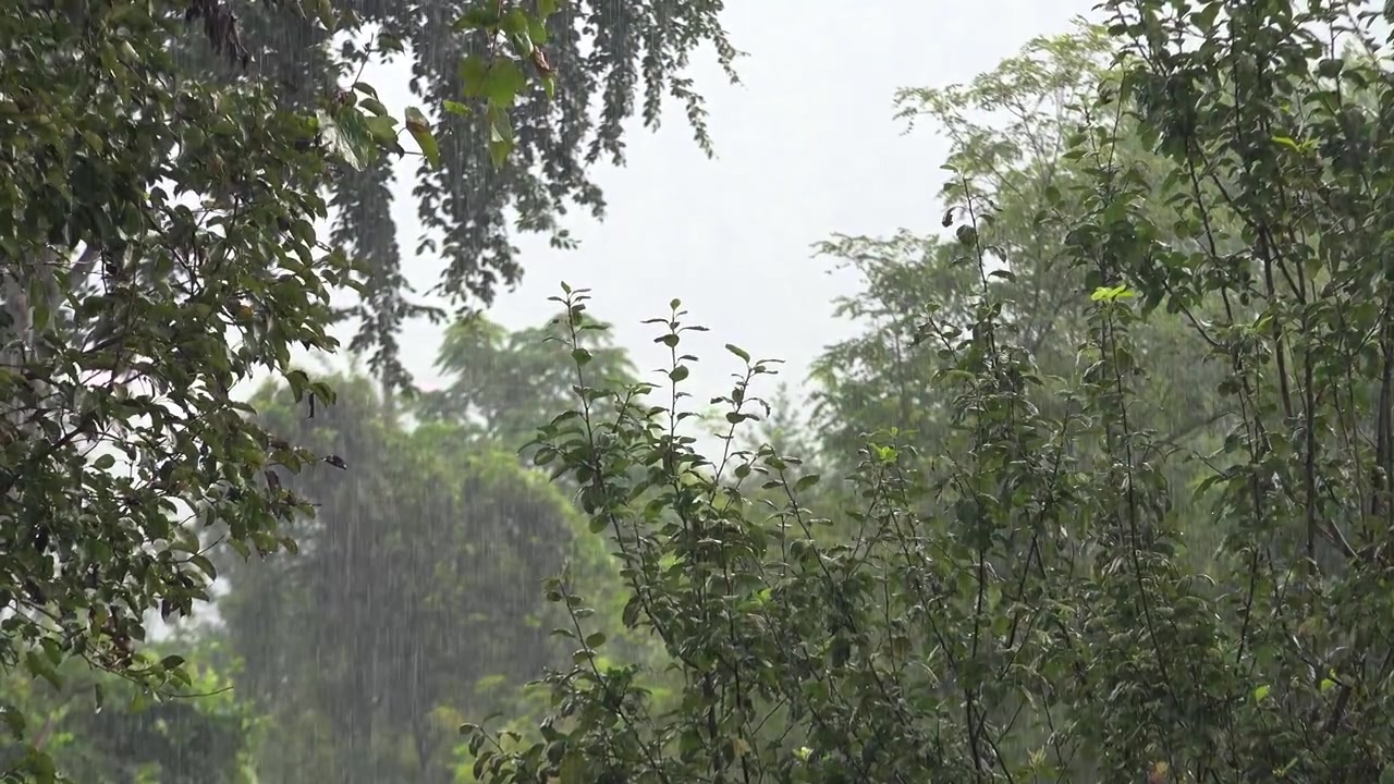 ฝนตกหนักบนต้นไม้สีเขียวชอุ่มในสวน
