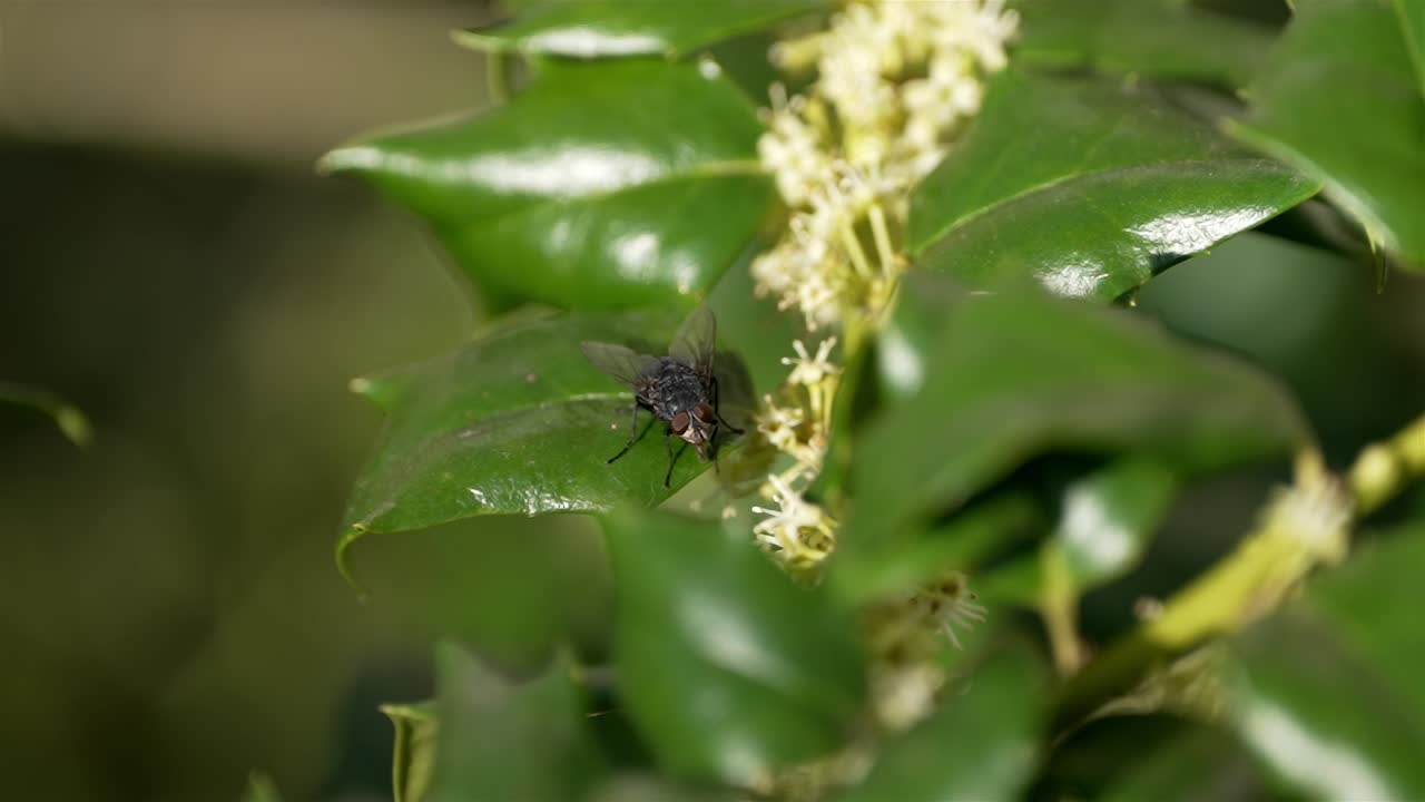 Fly stands on shiny waxy leaf of plant with yellow flowers in center