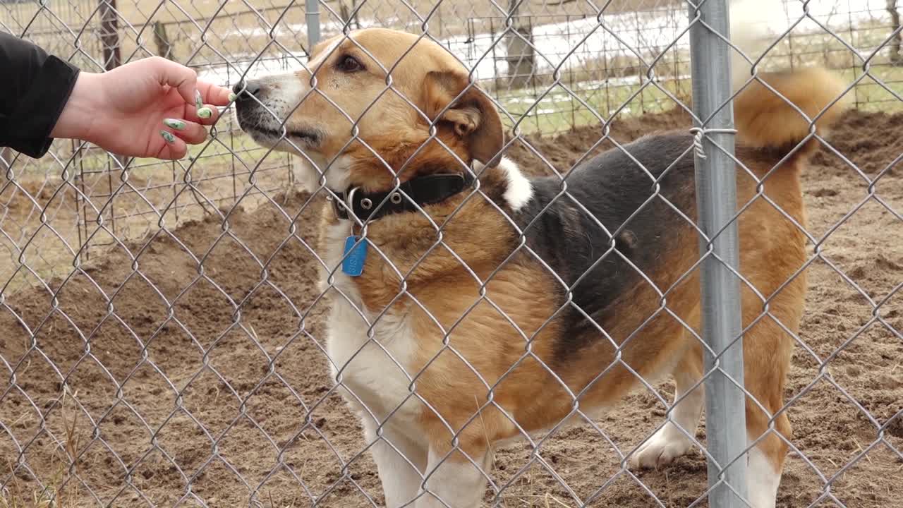 A lonely dog sits behind a wire fence in a cage, looking out. The setting appears to be an animal shelter or kennel, evoking feelings of abandonment and hope for adoption.