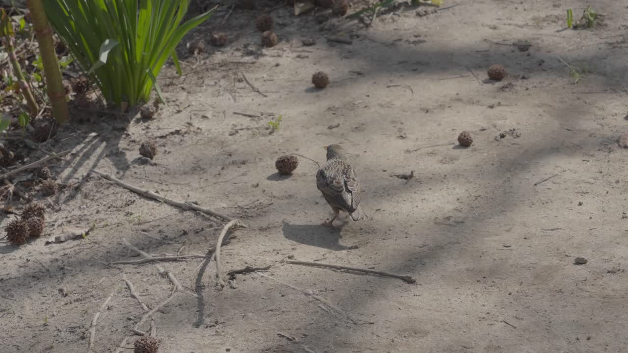 un pequeño pájaro camina tranquilamente por el suelo, rodeado de ramas caídas y pequeñas plantas, capturando un momento de la simplicidad de la naturaleza.