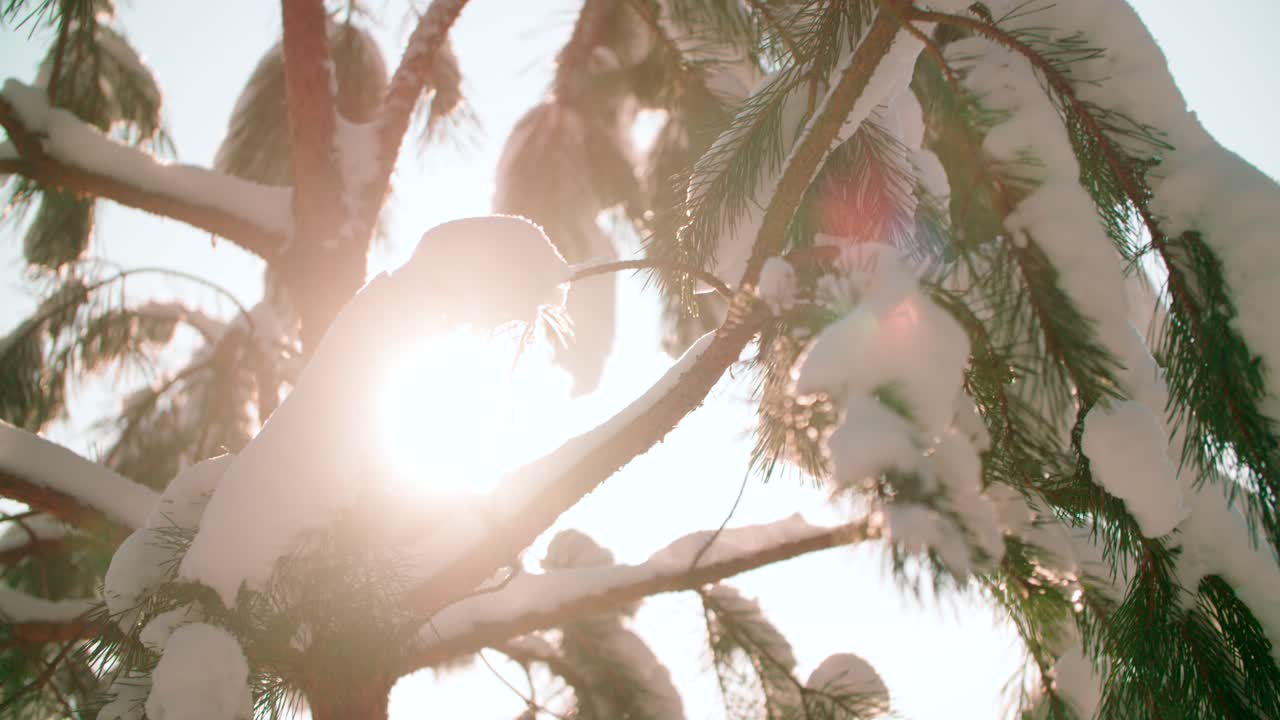 폭설로 덮인 아름다운 소나무 가지를 가까이서 볼 수 있습니다.