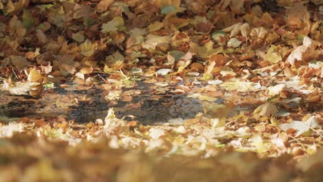 the thick blanket of fallen leaves covers the ground and the shallow stream in the autumn forest