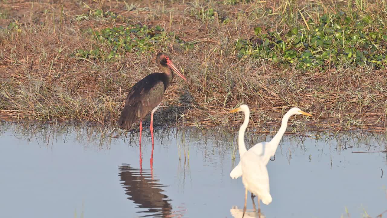 cigüeña negra y grandes garcetas pescando en un estanque