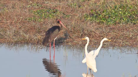 black stork and great egrets fishing in pond