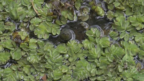 Cabeza-De-Una-Tortuga-De-Agua-Dulce-Que-Mira-A-Escondidas-A-Través-De-La-Lechuga-De-Agua-En-Queensland,-Australia